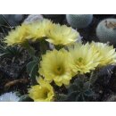 Echinocereus subinermis Altpflanze !