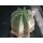Echinocereus subinermis Altpflanze !