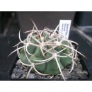 Gymnocalycium ferocior 6cm !