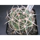 Gymnocalycium ferocior 6cm !