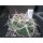 Gymnocalycium ferocior 6cm !