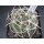 Gymnocalycium ferocior 6cm !