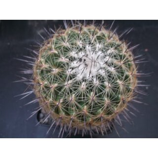 Thelocactus conothelos gro&szlig; 10cm !
