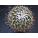 Thelocactus conothelos gro&szlig; 10cm !