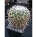 Thelocactus conothelos gro&szlig; 10cm !
