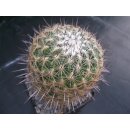 Thelocactus conothelos gro&szlig; 10cm !