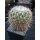 Thelocactus conothelos gro&szlig; 10cm !
