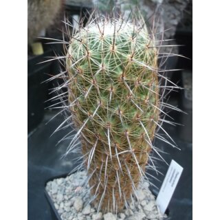 Thelocactus conothelos 15cm !