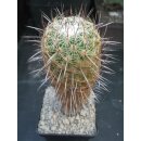 Thelocactus conothelos 15cm !