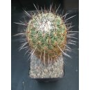 Thelocactus conothelos 15cm !