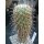 Thelocactus conothelos 15cm !