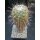 Thelocactus conothelos 15cm !