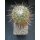 Thelocactus conothelos 15cm !