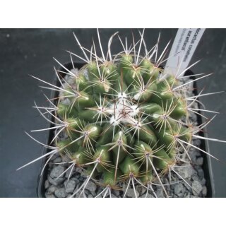 Thelocactus conothelos ssp. aurantiacus !