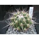 Thelocactus conothelos ssp. aurantiacus !