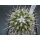 Thelocactus conothelos ssp. aurantiacus !