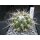 Thelocactus conothelos ssp. aurantiacus !