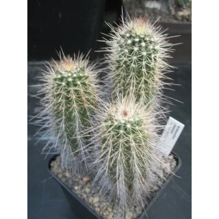 Echinocereus plumosus 3-k&ouml;pfig !