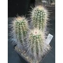 Echinocereus plumosus 3-k&ouml;pfig !
