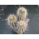 Echinocereus plumosus 3-k&ouml;pfig !