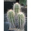 Echinocereus plumosus 3-k&ouml;pfig !