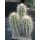 Echinocereus plumosus 3-k&ouml;pfig !