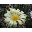 Astrophytum crassispinoides 7cm wurzelecht !!