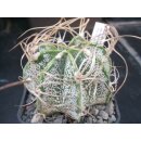 Astrophytum crassispinoides 7cm wurzelecht !!