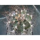 Astrophytum senile / 11cm gro&szlig; !
