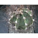 Astrophytum senile / 11cm gro&szlig; !