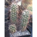 Echinocereus engelmanii var. variegatus frosthart !