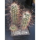 Echinocereus engelmanii var. variegatus frosthart !