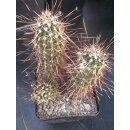Echinocereus engelmanii var. variegatus frosthart !