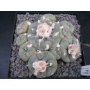Lophophora diffusa Schaupflanze !!