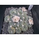 Lophophora diffusa Schaupflanze !!