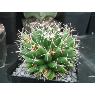 Mammillaria longimamma sehr sch&ouml;ne Altpflanze 10cm !!