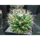 Mammillaria longimamma sehr sch&ouml;ne Altpflanze 10cm !!