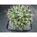 Mammillaria longimamma sehr sch&ouml;ne Altpflanze 10cm !!