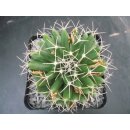 Mammillaria longimamma sehr sch&ouml;ne Altpflanze 10cm !!