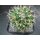 Mammillaria longimamma sehr sch&ouml;ne Altpflanze 10cm !!