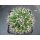 Mammillaria longimamma sehr sch&ouml;ne Altpflanze 10cm !!