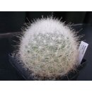 Mammillaria senilis gro&szlig;e Altpflanze 9cm !
