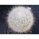 Mammillaria senilis gro&szlig;e Altpflanze 9cm !