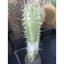 Stenocereus pruinosus gro&szlig;e Pflanze 45cm !