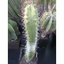 Stenocereus pruinosus gro&szlig;e Pflanze 45cm !