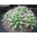 Thelocactus matudae 7-k&ouml;pfige Gro&szlig;pflanze  !!