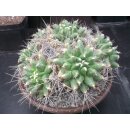 Thelocactus matudae 7-k&ouml;pfige Gro&szlig;pflanze  !!