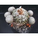 Pelecyphora asseliformis gro&szlig;e Pflanze wurzelecht...