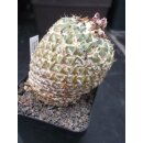 Encephalocarpus strobiliformis gro&szlig; wurzelecht /...