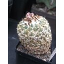 Encephalocarpus strobiliformis gro&szlig; wurzelecht /...